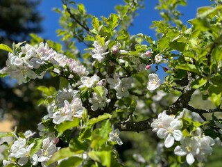kwitnące drzewo jabłoni © Kamil_k2p