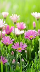Vibrant Pink Flowers Blooming in Lush Green Meadow Springtime Nature