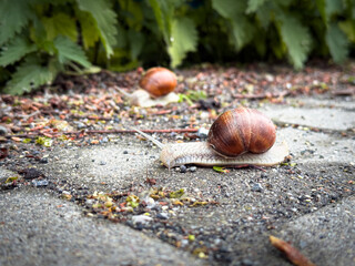 Two brown garden snails crawling on a paved path with greenery in the background, captured in natural daylight.