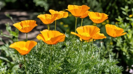 Vibrant Orange California Poppies Blooming in a Sunny Garden