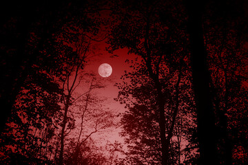 halloween landscape, full moon seen through tree branches in dark forest at night
