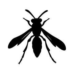 wasp on white background