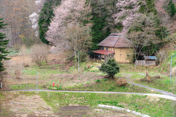 農家の桜