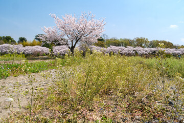 桜並木の小道