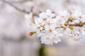 桜の花