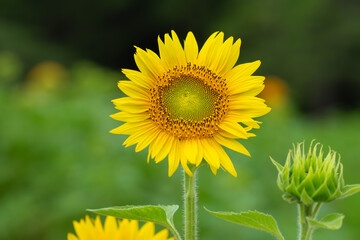 緑背景の向日葵