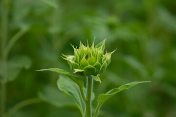 ひまわりのつぼみ