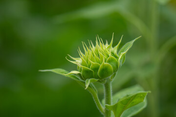 ひまわりのつぼみ