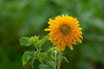 Naklejka premium 緑背景の向日葵