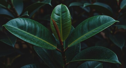 Fototapeta premium Closeup of Dark Green Shiny Leaves with Lush Tropical Foliage