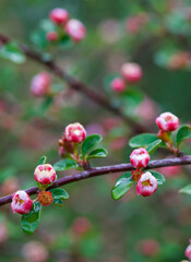 Beautiful close-up of cotoneaster nitens