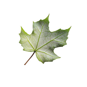 recommend clip art: Maple leaf, white isolate background