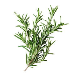 Fototapeta premium Rosemary herb, white isolate background