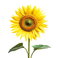 Obraz premium Sunflower, white isolate background