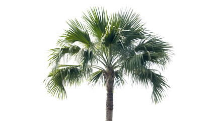 Kentia Palm Tree Isolated on White Background for Tropical Designs and Decor