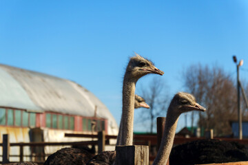 Ostriches observing their surroundings in a farm setting with houses in the background on a clear...