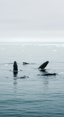 Fototapeta premium Humpback Whales Breaching in Arctic Ocean