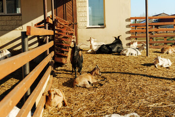 Goats resting in a sunny farmyard during the afternoon in a rural setting