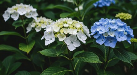 Closeup of Blue and White Hydrangeas with Green Leaves