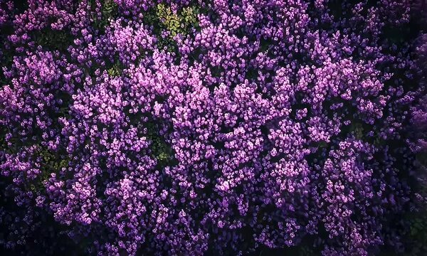 Aerial View of Dense Purple Flowers and Greenery, a Natural Springtime Texture
