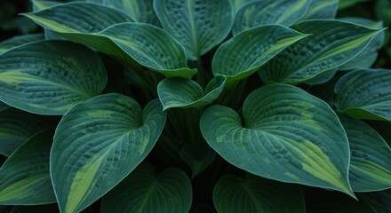 Obraz premium Closeup of Lush Green and Yellow Variegated Leaves