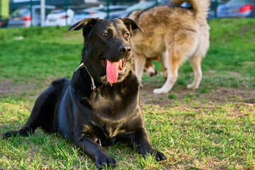 Black dog. Mix, crossbred German Shepherd and Labrador