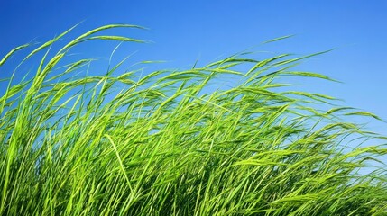 A close-up of grass tops swaying gently in the breeze under a clear blue sky