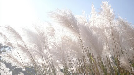 A close-up of the tops of wild grass, each blade standing tall and proud in the sunlight.