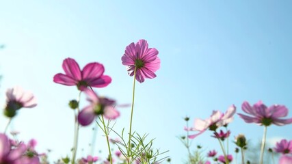 Bright pink cosmos flowers blooming under clear blue sky in spring garden