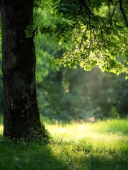 Fototapeta premium Sunlight filters through lush green leaves of a tree, illuminating the base and surrounding grass in a vibrant, natural scene. : Generative AI