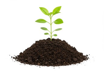 Young Green Plant Sprouting from Rich Soil Growth Nature Ecology Seedling Leaf Life Earth Image