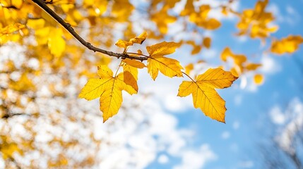 Obraz premium Close-up view of vibrant yellow maple leaves on a branch against a blurred autumn sky, showcasing the beauty of fall foliage and nature's seasonal change. : Generative AI