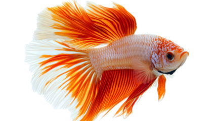 Vibrant Orange and White Betta Fish Close-up Portrait for Aquatic Life Enthusiasts