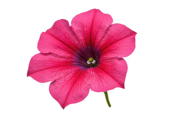 A radiant pink petunia vibrant against a void showcasing its detailed petals and gentle stem