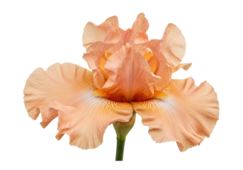 Apricot Iris Bloom A closeup capturing the flowers delicate folds  radiant hue against pure black