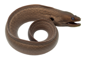 Coiled Moray Eel A serpentine predator with mesmerizing eyes set against an infinite void