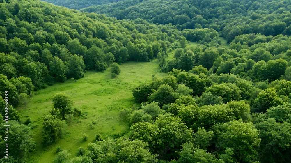 Poster aerial view of a lush green forest with a clearing, showcasing vibrant foliage and a tranquil landsc