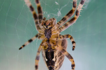 Underside close-up of a British spider, showing fine detail of legs and abdomen — an unusual...