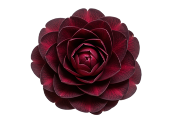 Crimson Camellia Spiraling petals unfurl from a heart of deep maroon on stark black