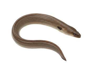 Obraz premium Curvaceous Eel A sleek aquatic creature against an infinite void