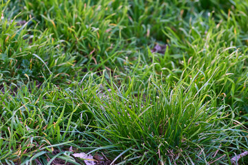 Bunches of fresh spring green grass on the lawn