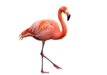 Flamingos flamingo pose vibrant plumage graceful posture