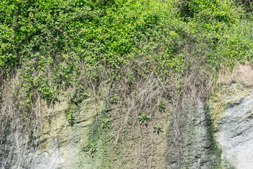 Branches on the grey rock background.