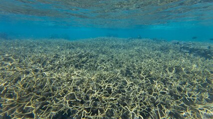 Underwater coral reef in clear blue water.