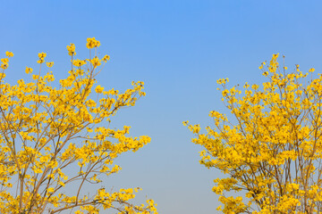 Golden Tree flowers on the blue sky background, Silver Trumpet Tree, Tree of Gold, Yellow flowers, Handroanthus chrysanthus