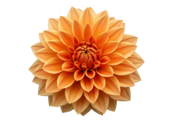 Golden Petal Symphony A radiant orange Dahlia blooms against the inky backdrop