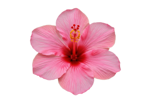 Hibiscus Bloom A pink tropical flower against a stark black background