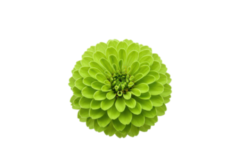 Lime Zinnia Bloom A lush green blossom set against stark black