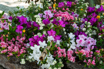 Colorful mix of blooming azaleas and other spring flowers arranged around a bamboo water spout