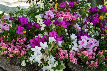 Fotobehang Azalea Colorful mix of blooming azaleas and other spring flowers arranged around a bamboo water spout  © gyana08